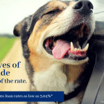 Happy dog enjoying car ride promotion